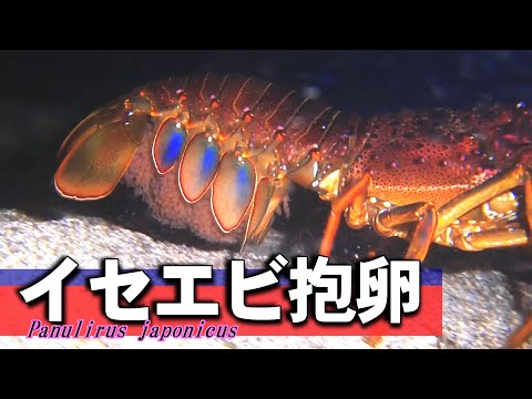 Japanese spiny lobster with eggs/ Panulirus japonicus