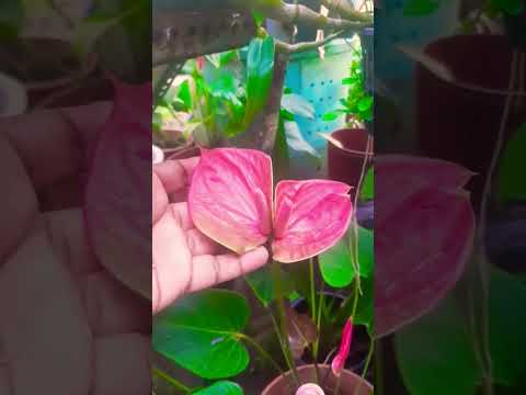 Anthurium #learngardening