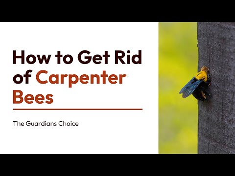 How to Get Rid of Carpenter Bees | 3 Ways to Get Rid of Carpenter Bees | The Guardians Choice