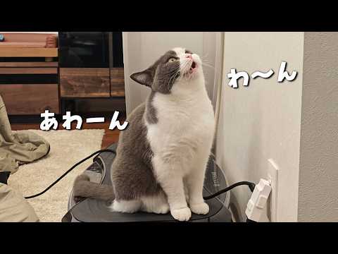 『にゃー』と鳴かない猫のおねだり声が独特で可愛すぎる　956話