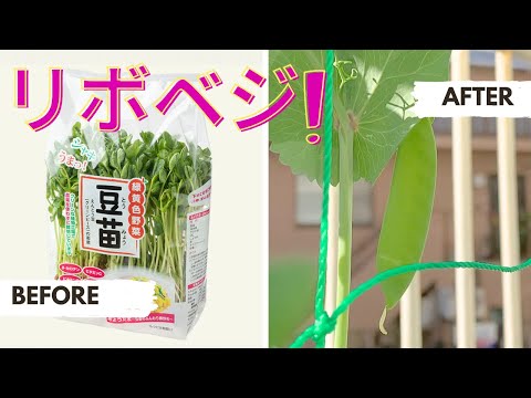 食糧備蓄【家庭菜園 】パッションフルーツの人工授粉してみた