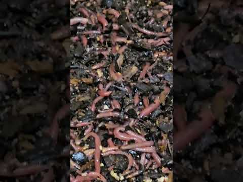 #hungrybin #vermicomposting #redwigglers #farming #vermicompost #wormcastings #wormfarming