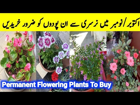 Permanent Flowering plants To Buy In October/November|Flowering plants to Grow From Cuttings