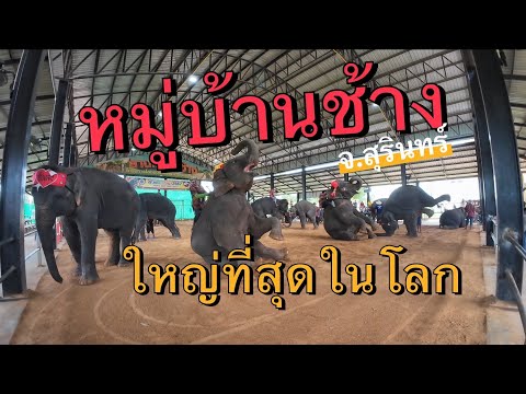 [พาลูกเที่ยว] Ep.19 : หมู่บ้านช้าง ที่ใหญ่ที่สุดในโลก และ เล่นน้ำที่หาดหนองตาเฮง จ.สุรินทร์