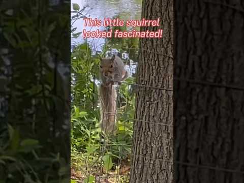 This little squirrel looked fascinated | Horizons_視野| curious squirrel | wildlife | animals