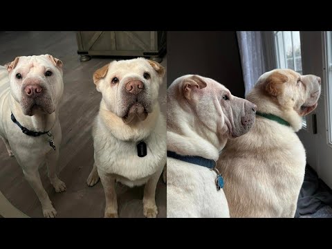 Couple Adopts Dog Who Looks Like Their Own, Discovers They’re Long Lost Brothers