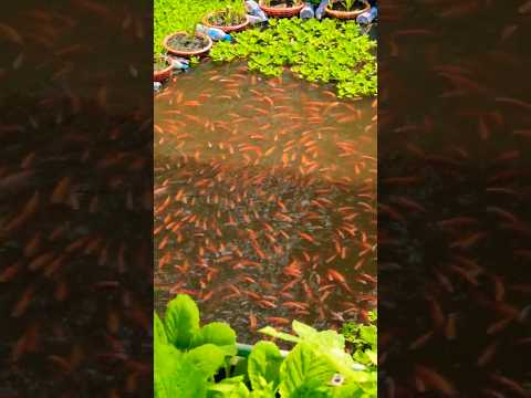 A lot of tilapia fish in a small pond #tilapia  #pondfilter #diyfishpond #fishpond