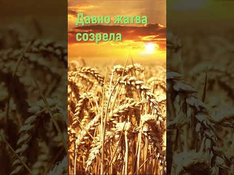 Давно жатва созрела - Христианские песни #shorts #давножатвасозрела