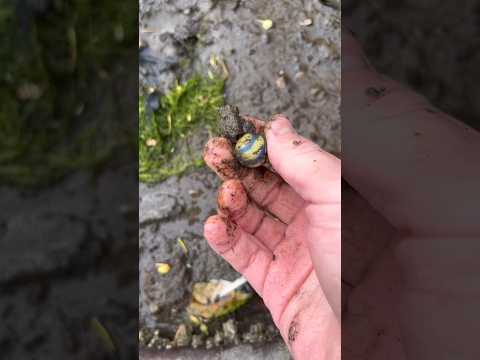 Beautiful old Yellow and Blue marble Found Beach Combing. | #shorts #beachcombing #viral