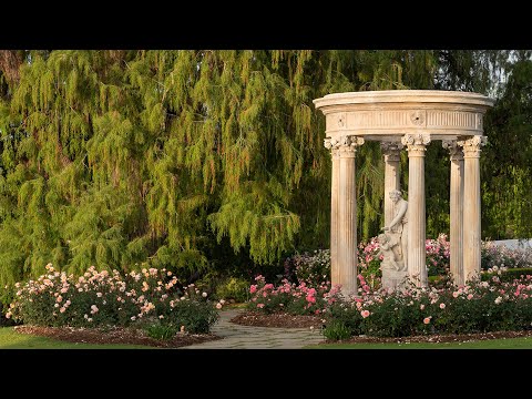 Walking the Rose Garden in May at Sunset While Crows Gather in the Trees (in 4k)