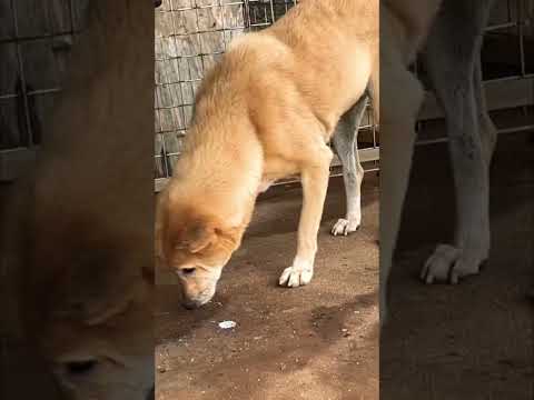 スリランカの愛犬と暴風雨の中のシギリア旅