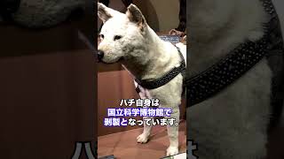 【号泣】忠犬ハチ公と呼ばれるワケ 切なすぎる真実 -ハチのお墓はある？-