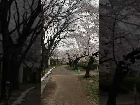 桜スポット 2021年3月30日秩父 羊山公園