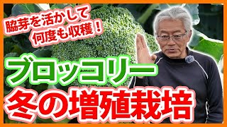 家庭菜園や農園のブロッコリー栽培で無限に収穫する秘訣！脇芽を上手に生かすコツとブロッコリーの育て方！【農家直伝】