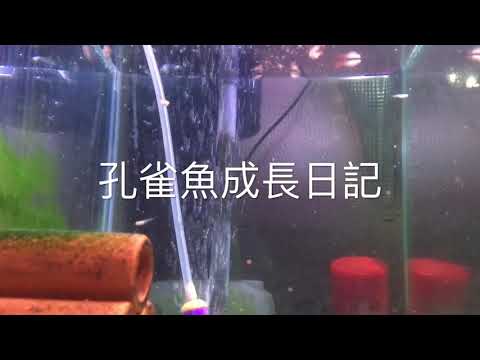 孔雀魚成長日記