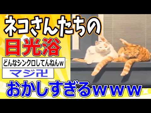 【2ch動物スレ】日光浴中の猫さん達の様子がおかしいｗｗｗ #2ch面白いスレ #2ch動物スレ