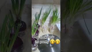 No need to plant outsid😊 #ytshort#green#getmoresubscribers #diy #howtogrowonyoutube