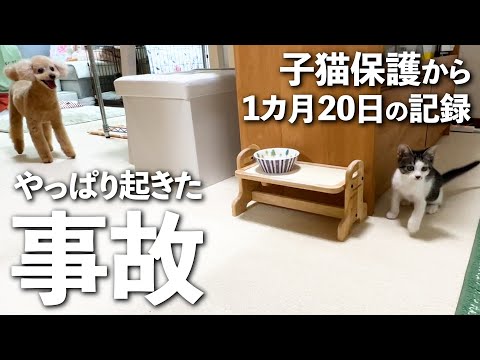 保護した子猫が遊んでる最中に事故...！活発になってきたからこそ大変な1カ月と20日の記録｜保護猫｜犬と猫