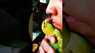 vrindavan me dhum machi barsane ki chhori ||kissing cute #shortsfeed #shorts #birds  #parrot #love