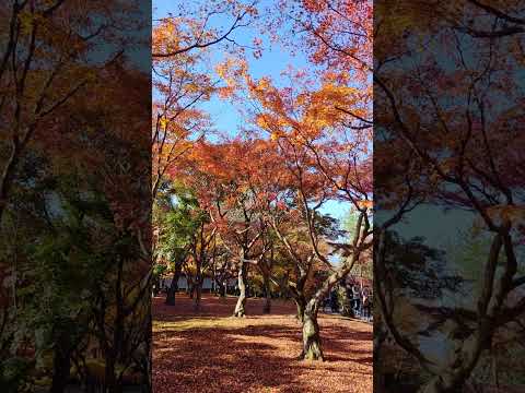 2022年11月28日東福寺