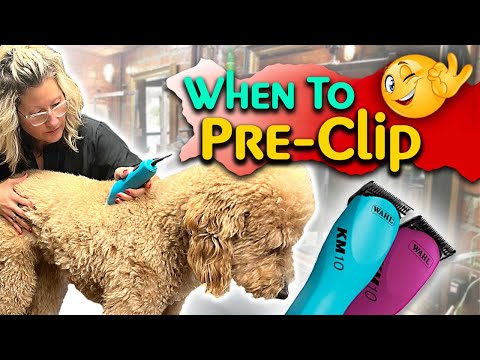 When to CLIP your DOG Before BATHING