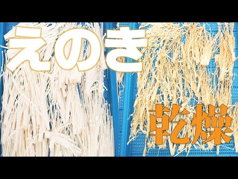 【そのままでも美味しい】えのきを乾燥（プチミニⅡ）