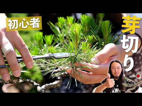 [Beginner] How to cut buds of red pine and black pine (short leaf method) [Bonsai Q]