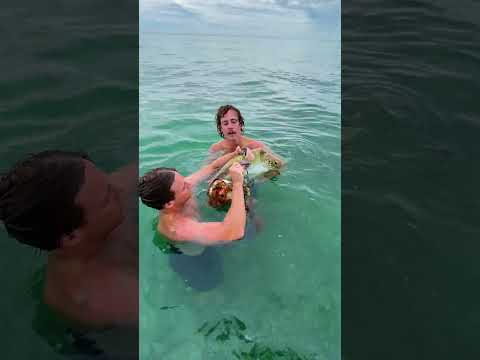 Another Turtle Rescue