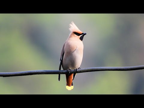 野鳥　キレンジャク（黄連雀）