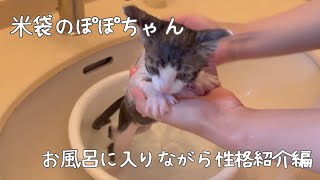 【保護猫】米袋で捨てられていた子猫ぽぽちゃん〜お風呂編〜