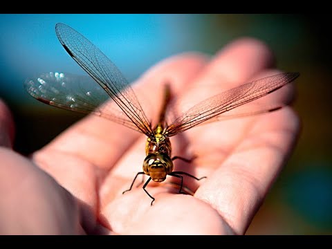 Tame dragonfly Cutie. An unexpected guest.