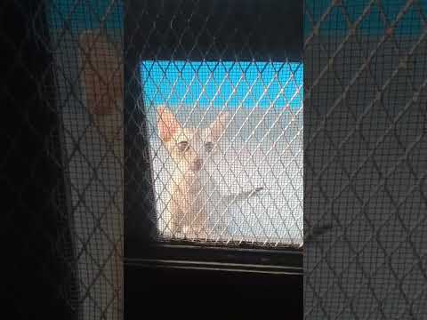 She wanna Come inside #cat #catlover #kitten#shorts