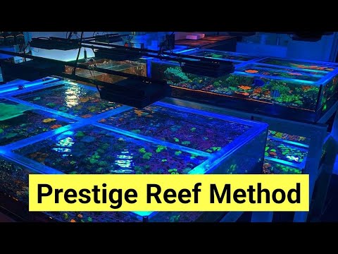 How To Keep Coral Like A Pro Coral Farmer | The Prestige Reef Dork Show Ep 22