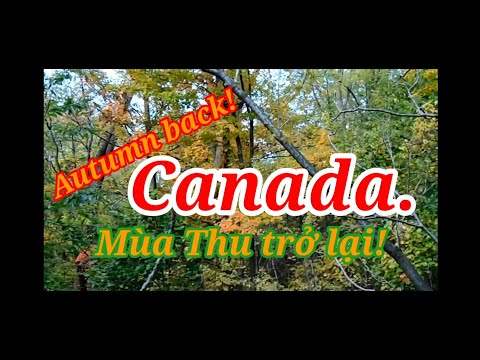 Relaxing Music: Autumn come back-  Mùa Thu trở lại.