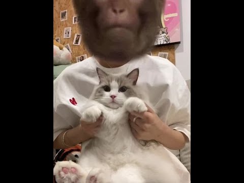 🐱:麻麻这个脸你自己丢不好吗？  #被迫营业的猫猫 #吗喽的命也是命