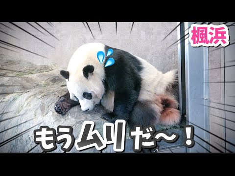 【パンダアイドル楓浜】大あくびで帰りたいアタック🐼二足歩行もここまで来たらヤバい💦