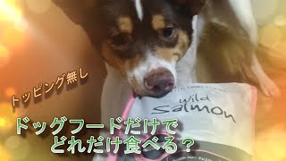 【購入品】トッピング無しでどこまで食べる❓POCHI（ポチ）のドッグフード食べてみた🐶💖