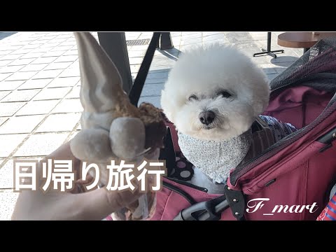 日帰り旅行に行ってきました💡【犬連れ旅行】　ｰビションフリーゼ犬ｰ