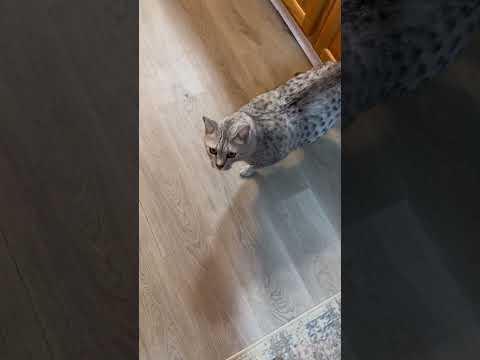 Odin the Egyptian Mau and Alexis the common house cat looking for their treats