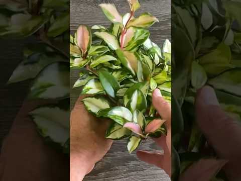 315 Days Ago I Planted These 2 Cuttings and This Happened. Watch entire video on Youtube.