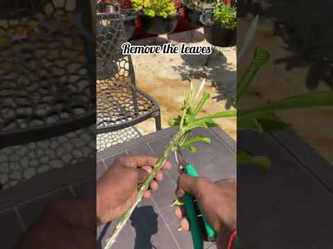 How to grow plumeria plant from cuttings 🌱