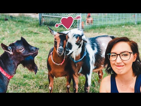 These GOATS don't like my BREEDING PLANS (a hilarious start to breeding season)