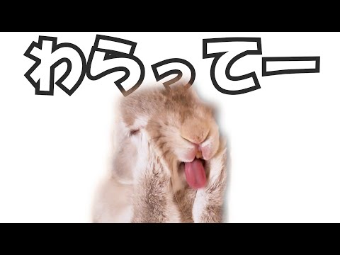 毎日あの手この手で笑顔にさせてくれるうさぎのアクション集【funny bunny】