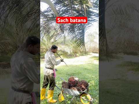 Sach batana #harvesting #india #viralshort #foryou #viralshort #shorts #ytshortsvideo