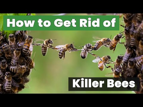 How to Get Rid of Killer Bees Without Getting Stung!