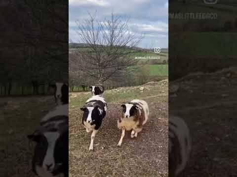 Look what happens when you shake the sheep nutty bucket 😍 #sheepvideo #shorts