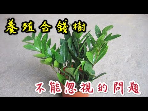 【天天小花農】金錢樹，在養殖期間不能忽視的問題，一旦忽視，植株就很快死亡