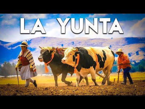 Los TOROS Y LOS HOMBRES de los Andes: Tradición u Olvido, TRAGADERO | DOCUMENTAL