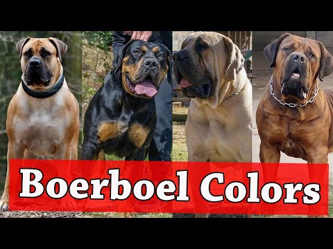 Boerboel Colors And Patterns | Types of Boerboel Colors