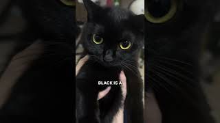 The Truth About Black Cats! 🐱✨